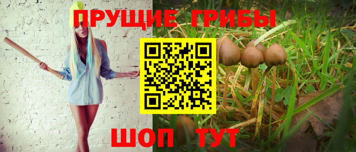 Галлюциногенные грибы Psilocybine cubensis Торжок